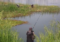 麦子钓鱼野钓实战 夏天钓鲤鱼用蚯蚓可以吗