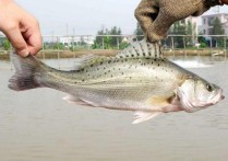 海钓野钓能钓到什么鱼 现在海钓能钓到什么鱼