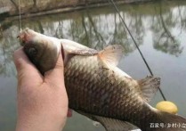 野钓大鲫鱼与小鲫用饵区别 白天钓鲫鱼最好的饵料