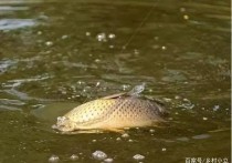 蓟县周边野钓大鱼 天津黄港水库能钓鱼吗