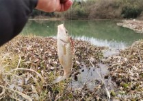 野钓买多大的钓箱 38升钓箱用多大钓台