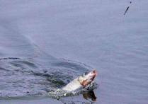 海竿野钓大头饵料 秋季风浪大用抛竿钓鲢鱼的技巧