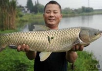 野钓水库钓草鱼 夏季水库钓草鱼位置怎么选