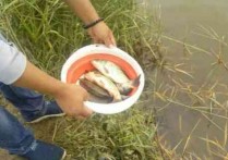 小粉饵野钓鲫鱼 冬天钓鲤鱼用什么钓饵最好