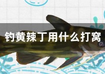 野钓黄辣丁打窝子 白天钓黄辣丁最佳方法