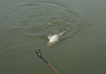 野钓有浮萍怎么处理 钓鱼防浮萍的最好方法