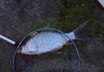 自然河流野钓鲮鱼 万峰湖钓鲮鱼最佳饵料配方