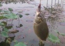 野钓水清能看见鱼怎样钓鱼 野钓中鱼怎么上岸