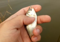 野钓钓鲫鱼饵料红虫 野钓鲫鱼用红虫还是拉饵好