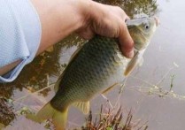 夏季野钓鲫不花钱自制 简单一点的自制鱼饵