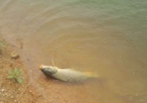 秋季海竿野钓鲤鱼抛多远 冬季钓鲤鱼用什么钓